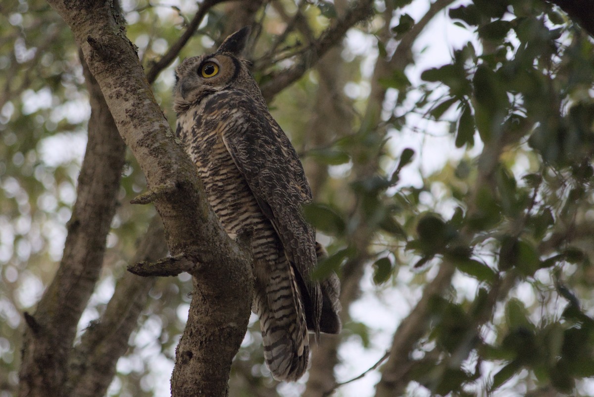 Great Horned Owl - ML643123859