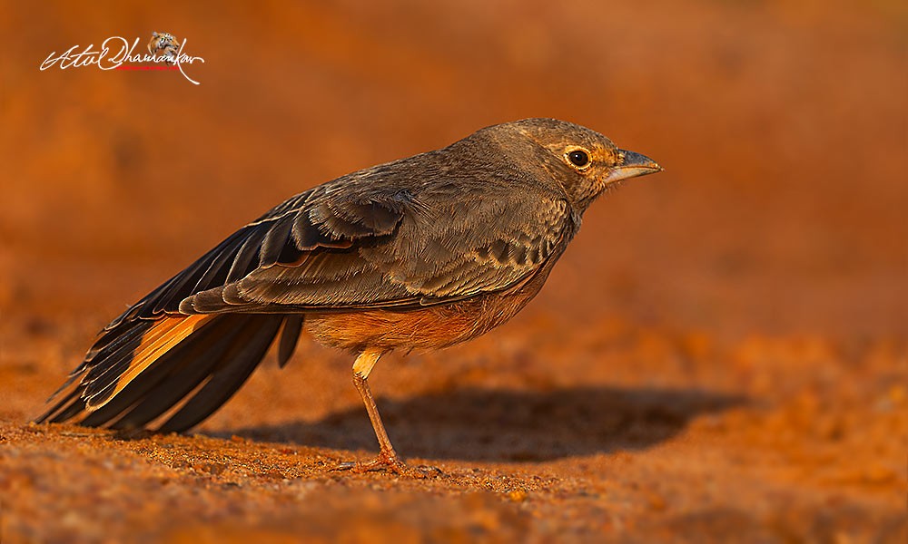 Rufous-tailed Lark - ML643123862