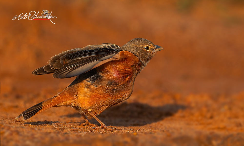 Rufous-tailed Lark - ML643123863