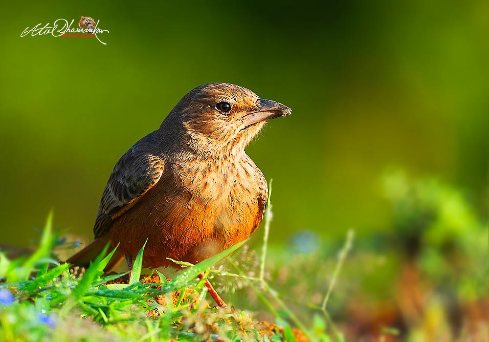 Rufous-tailed Lark - ML643123864