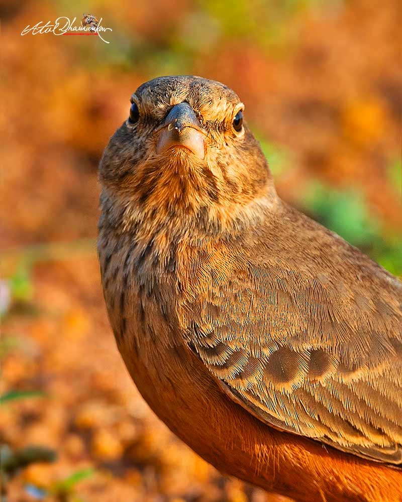 Rufous-tailed Lark - ML643123865