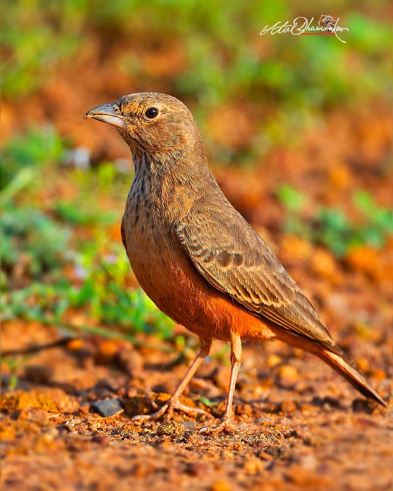 Rufous-tailed Lark - ML643123866