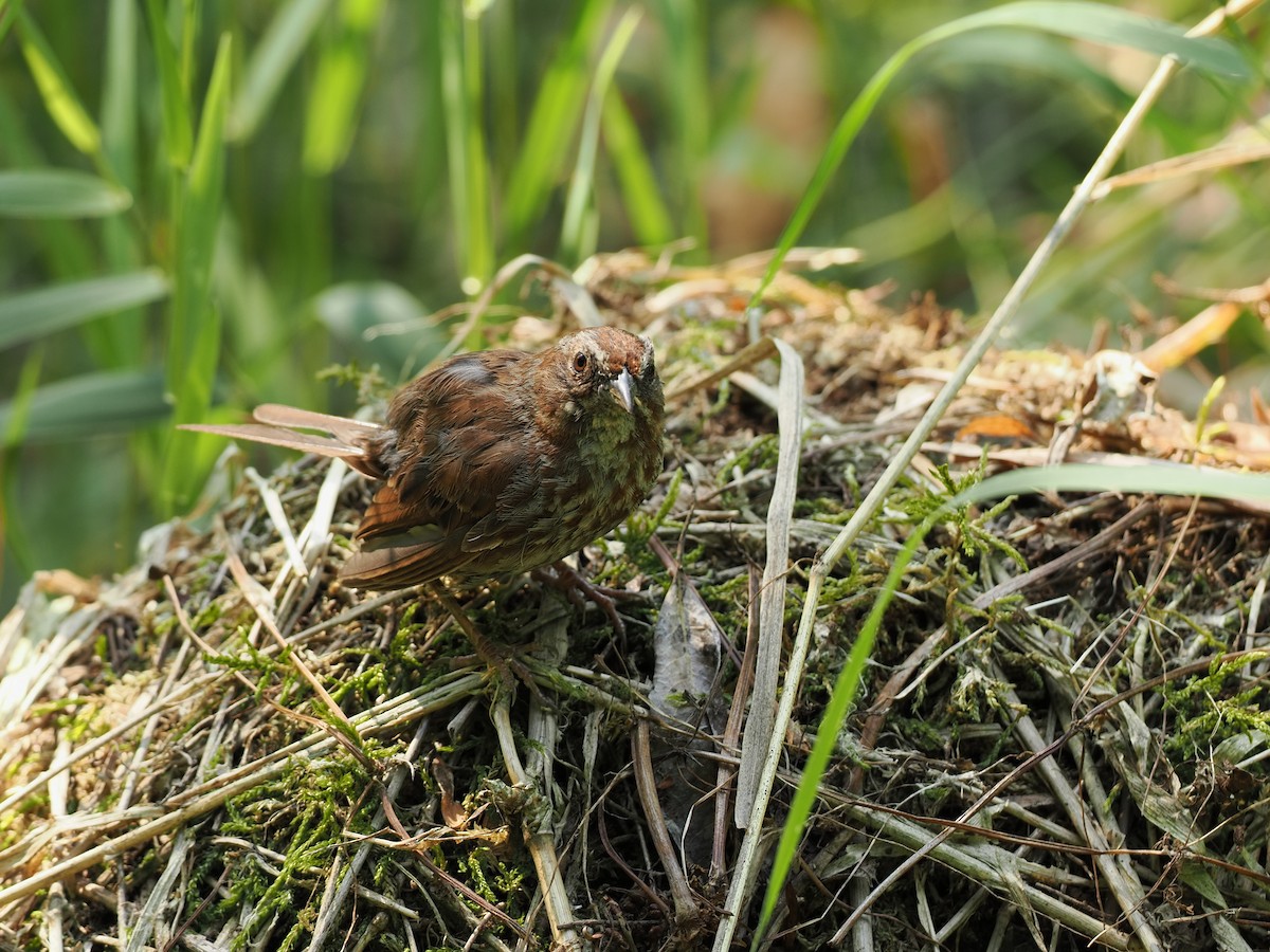 Song Sparrow - ML643123867