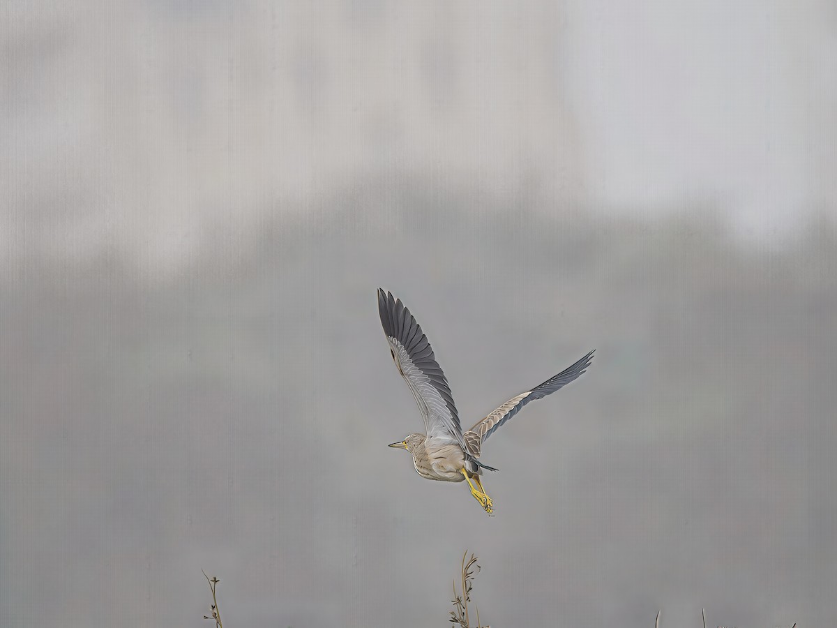 Yellow Bittern - ML643123868