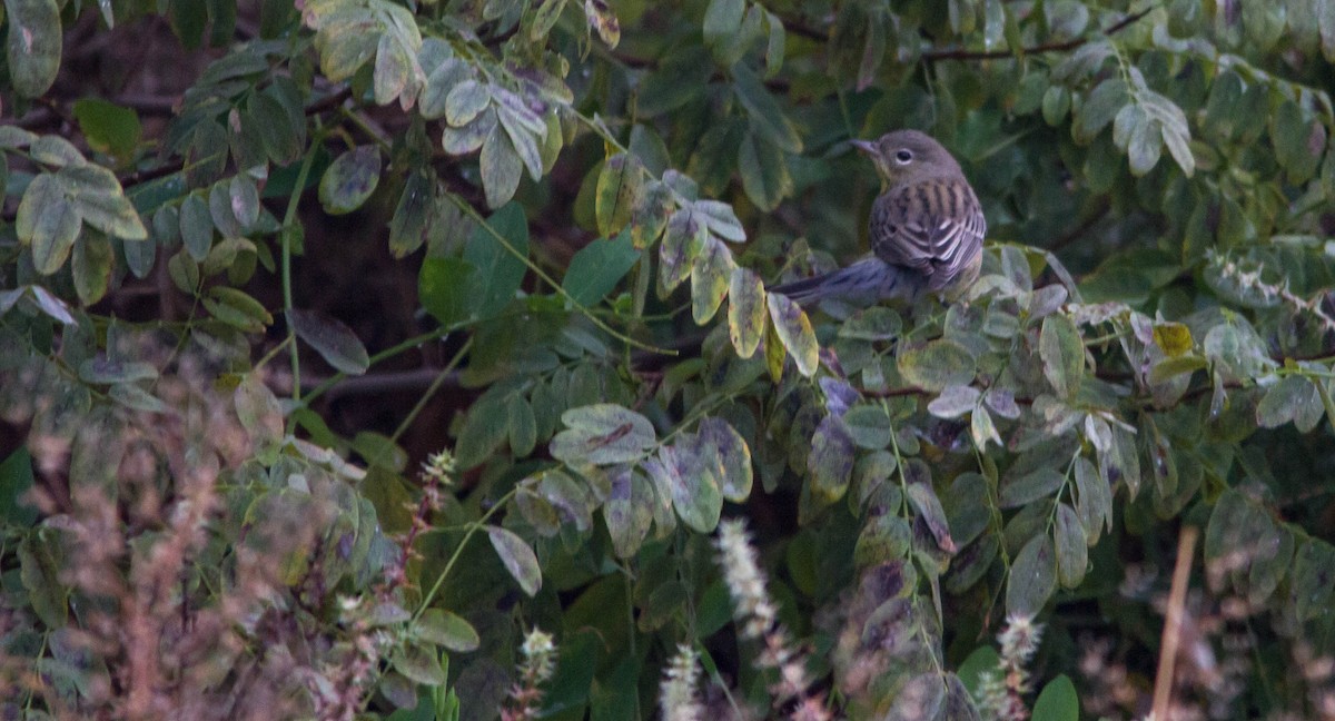 Kirtland's Warbler - ML643123875