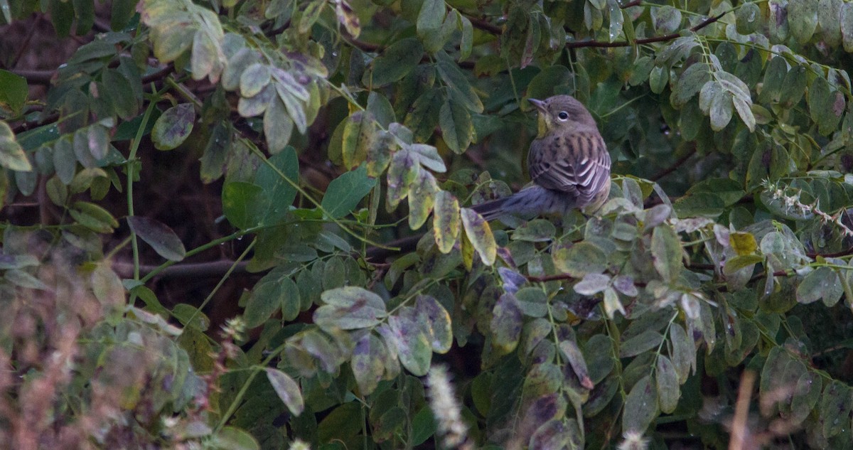 Kirtland's Warbler - ML643123876