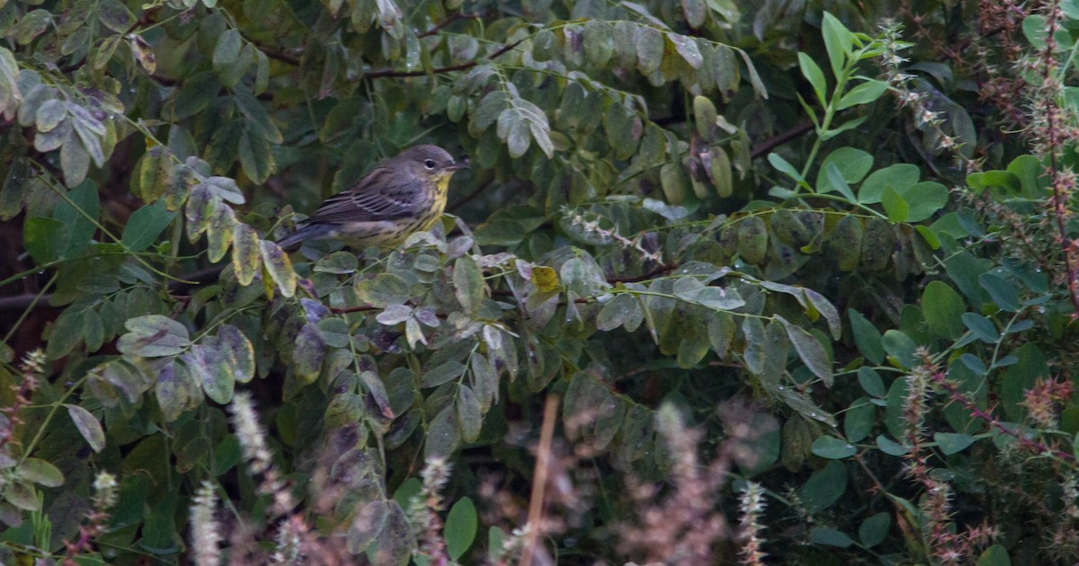 Kirtland's Warbler - ML643123877