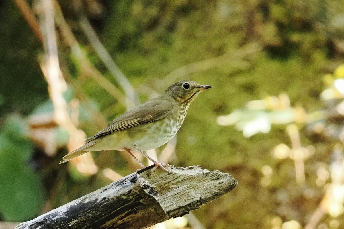 Swainson's Thrush - ML643123878