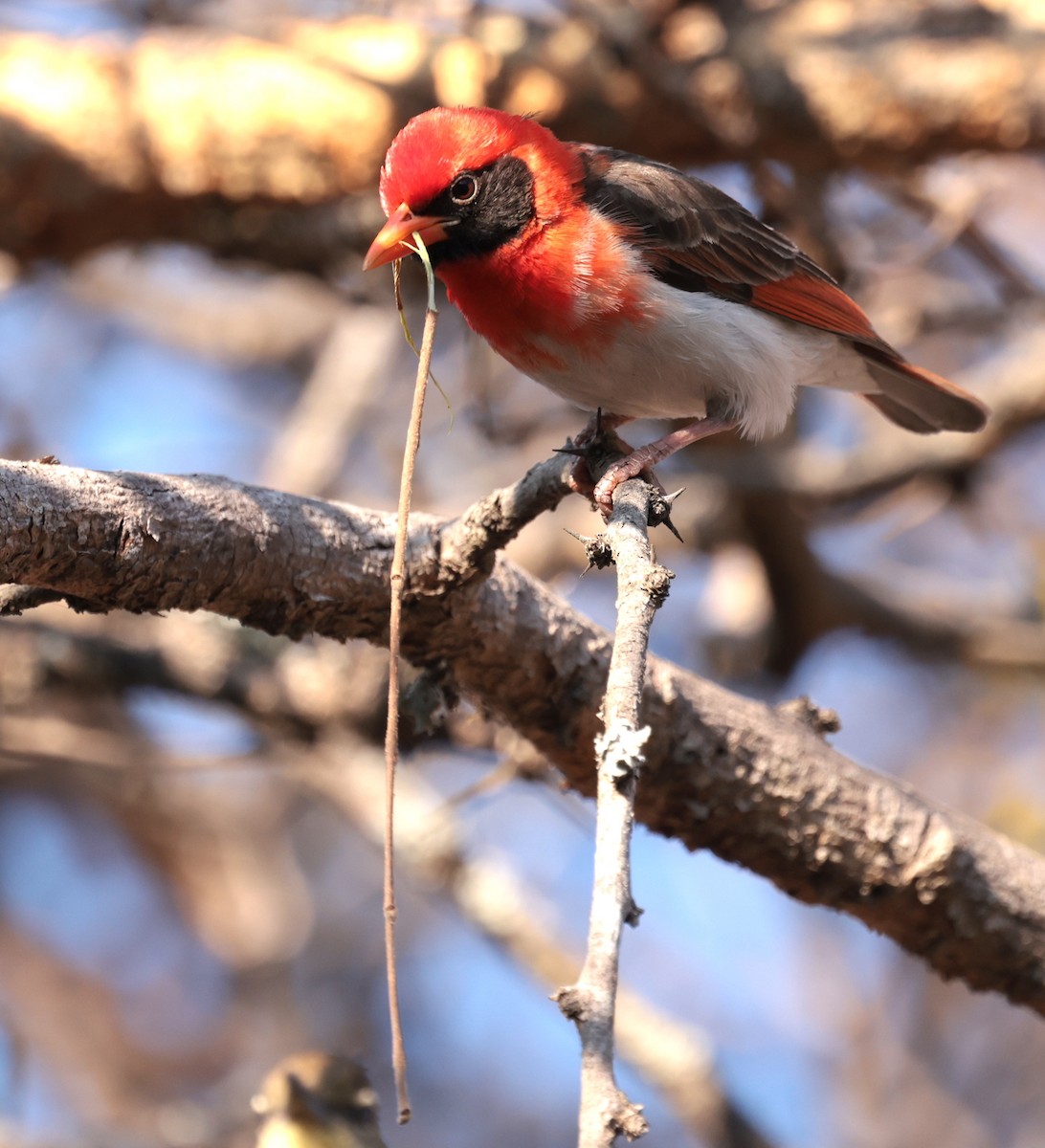 Red-headed Weaver - ML643123880