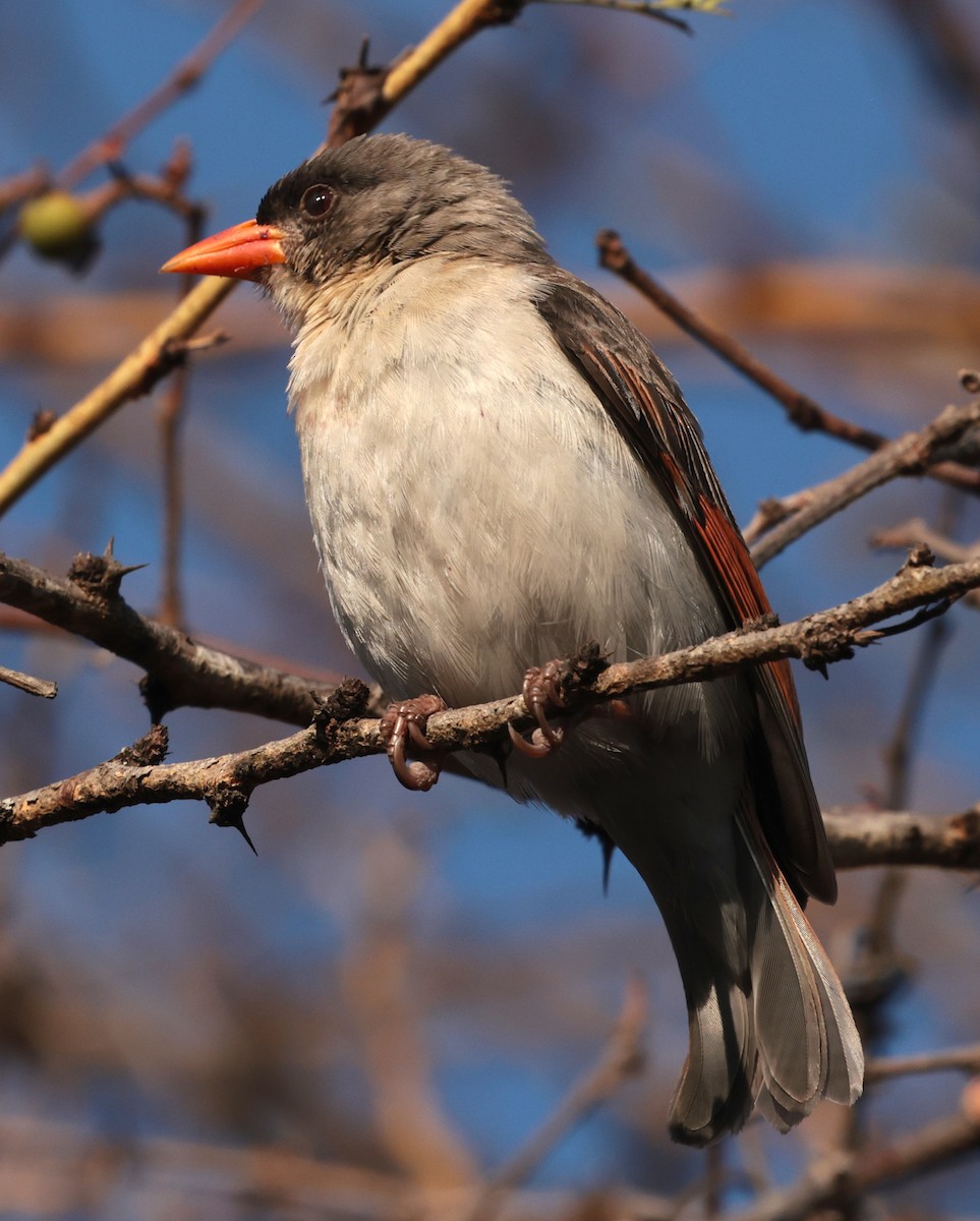 Red-headed Weaver - ML643123881