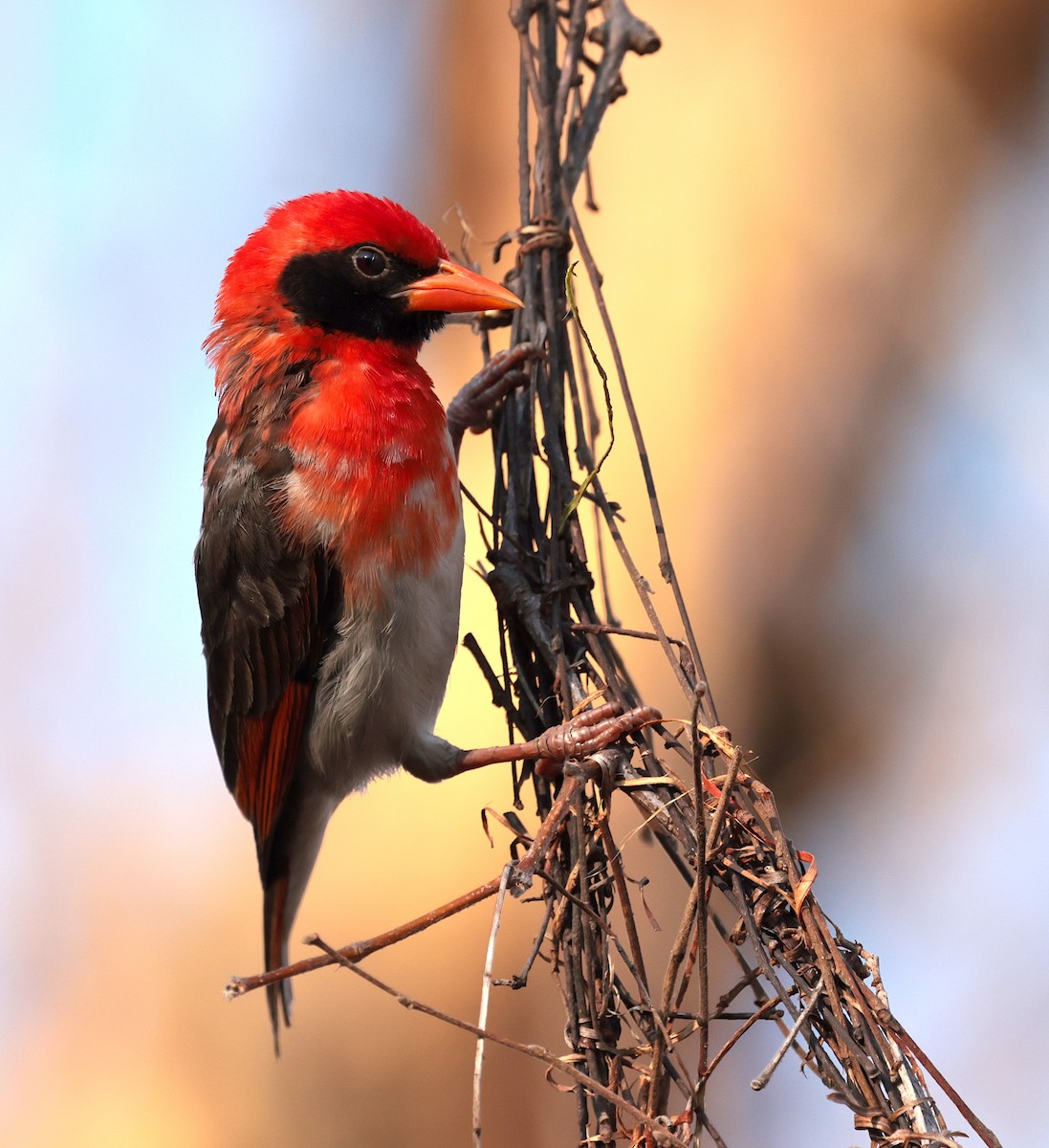 Red-headed Weaver - ML643123884