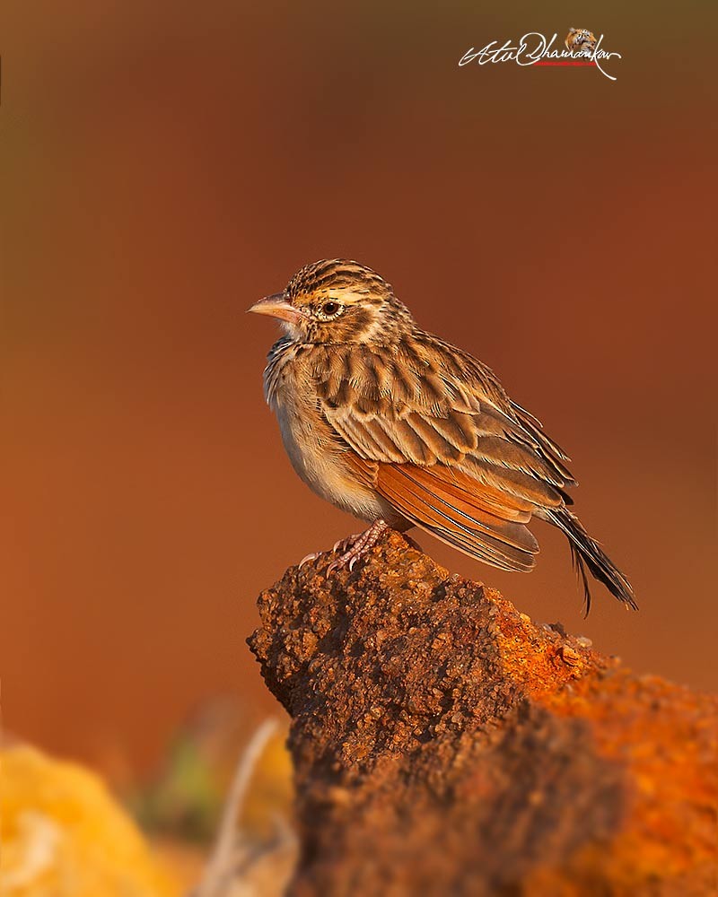 Indian Bushlark - ML643123890