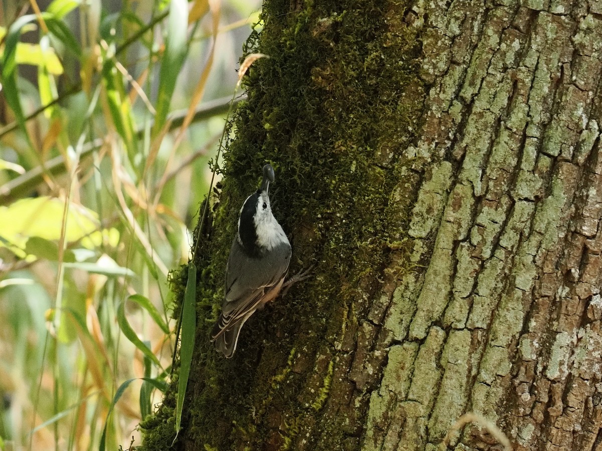 White-breasted Nuthatch - ML643123899