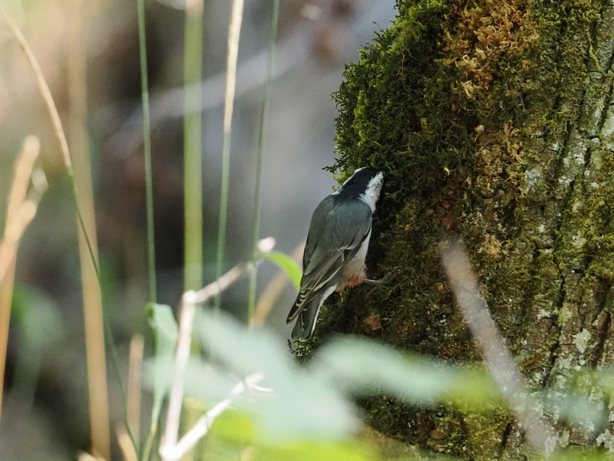 White-breasted Nuthatch - ML643123900