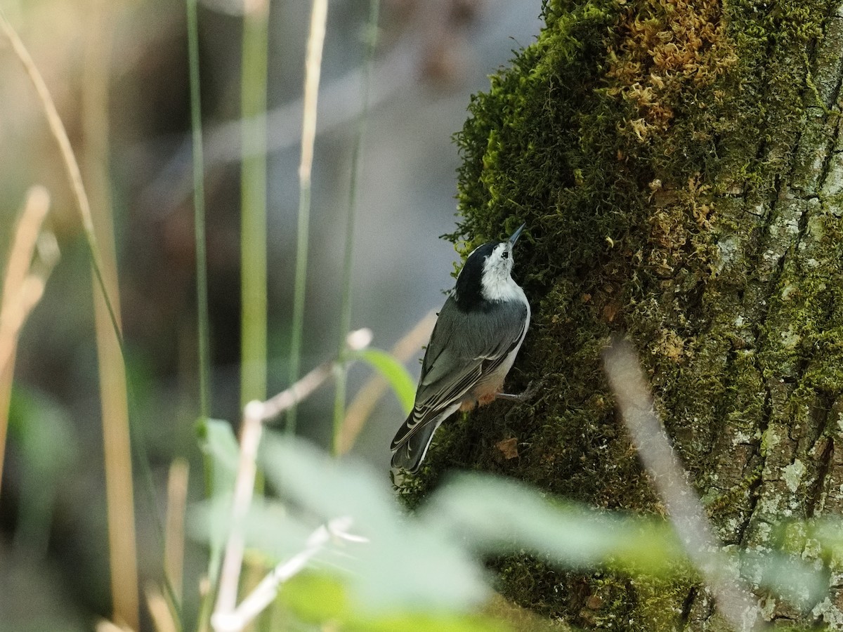 White-breasted Nuthatch - ML643123901