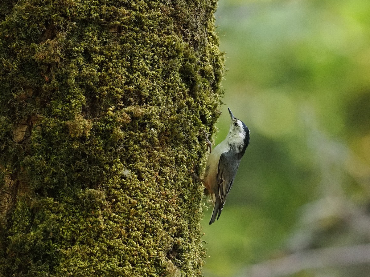 White-breasted Nuthatch - ML643123902