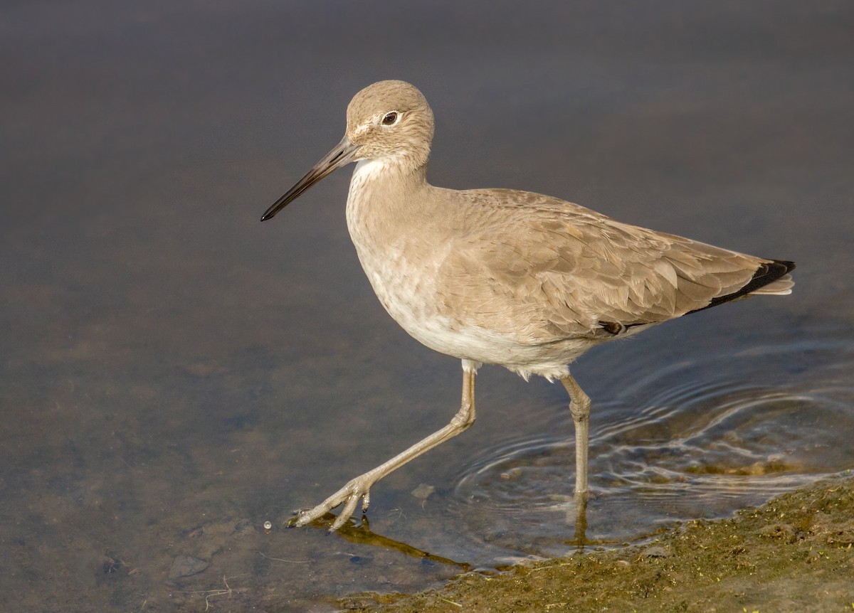 Willet - ML643123907