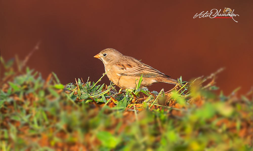 Gray-necked Bunting - ML643123908