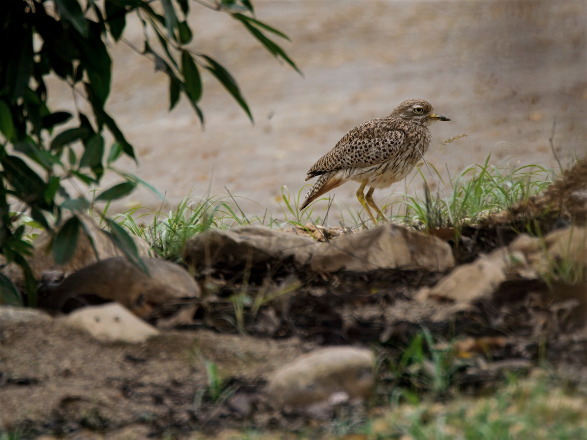 Spotted Thick-knee - ML643123915