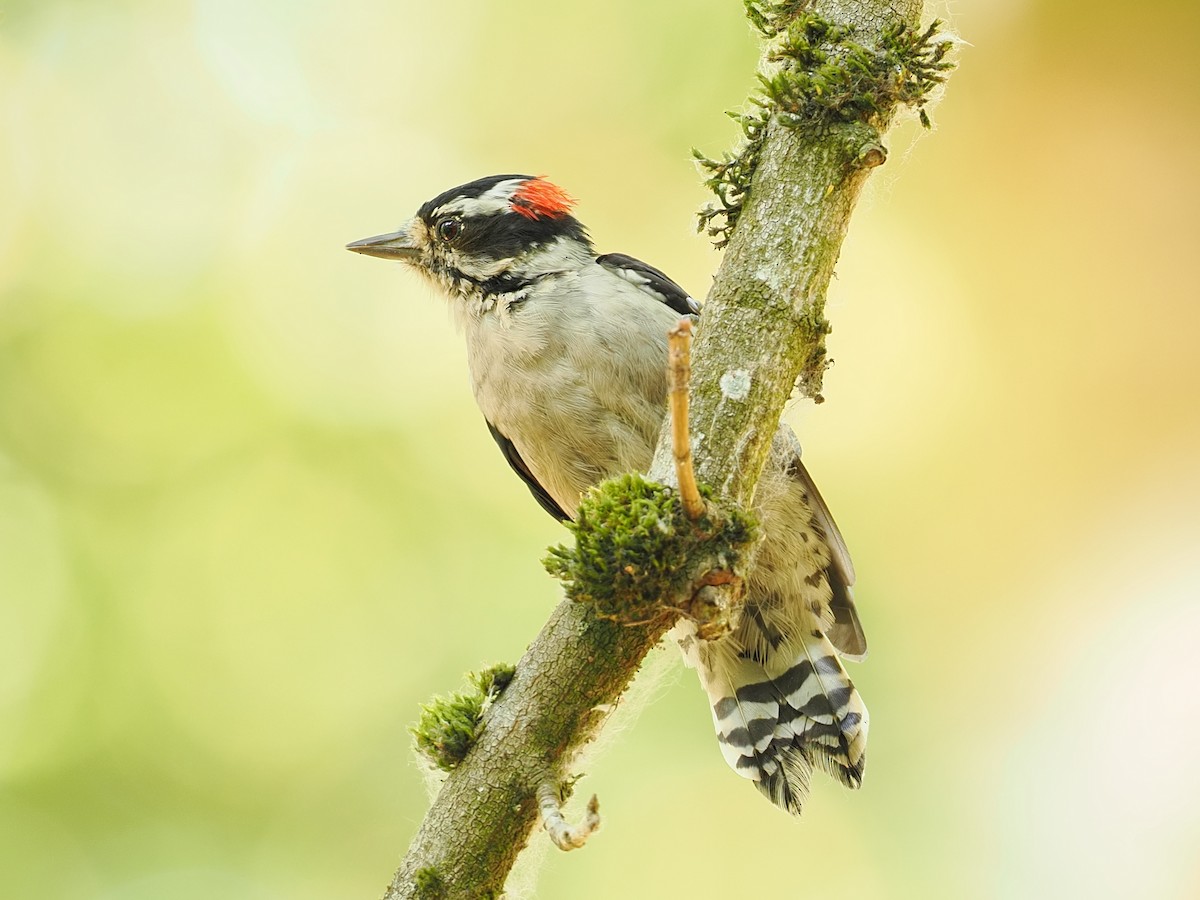 Downy Woodpecker - ML643123917