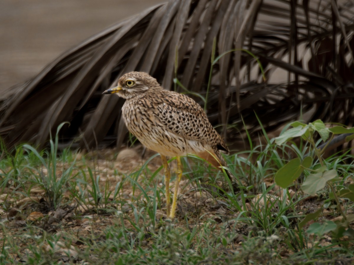 Spotted Thick-knee - ML643123923