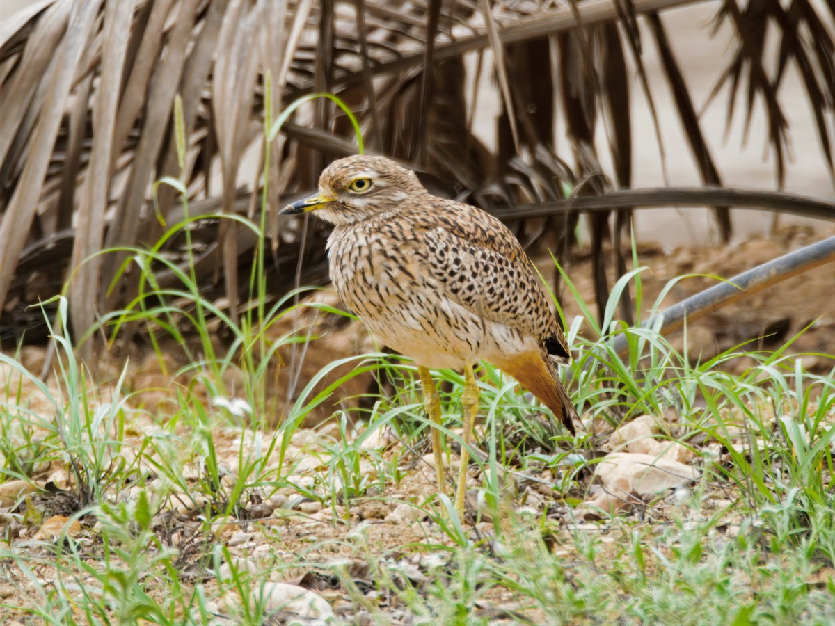 Spotted Thick-knee - ML643123928