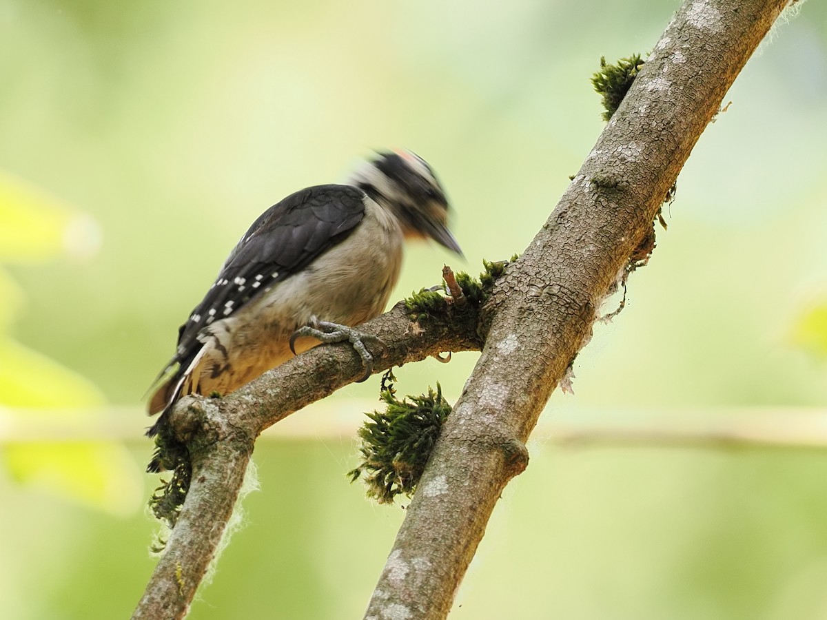 Downy Woodpecker - ML643123942