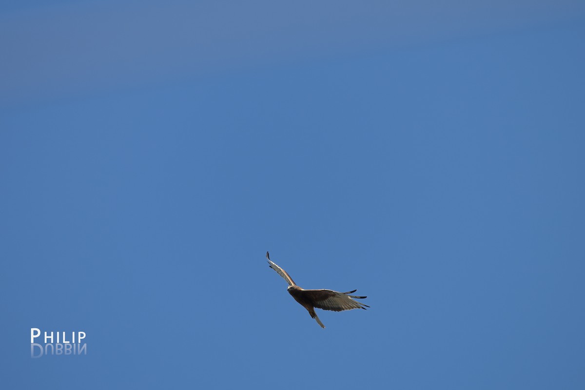 Swamp Harrier - ML643123943