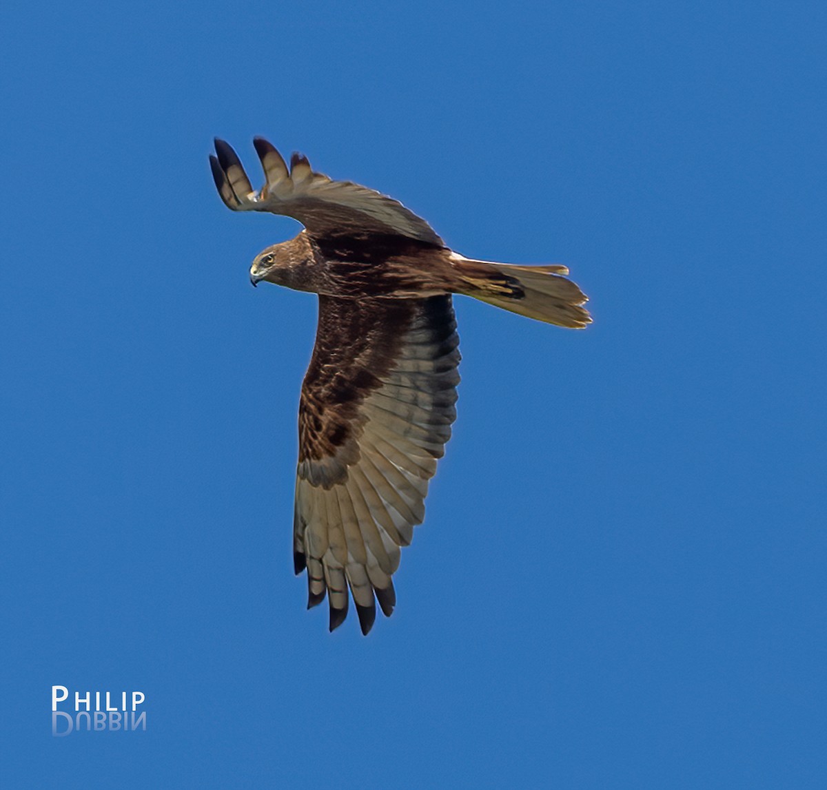 Swamp Harrier - ML643123944