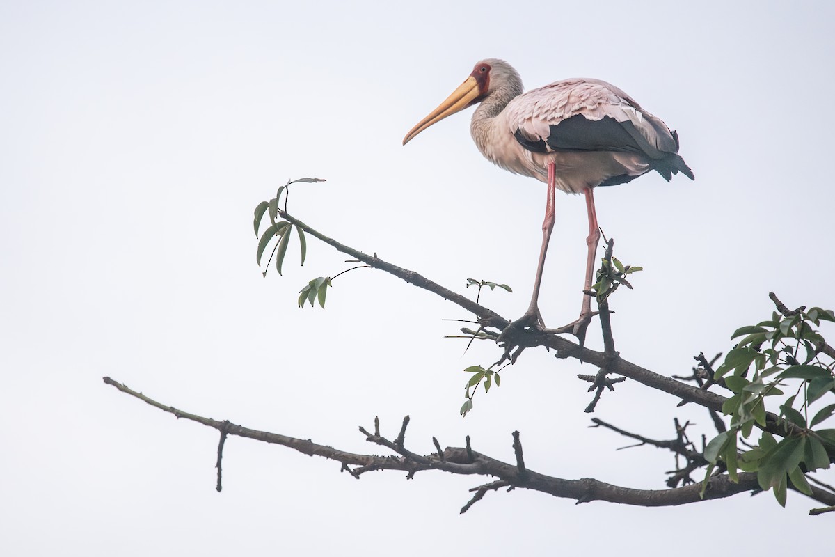 Tantale ibis - ML643123955