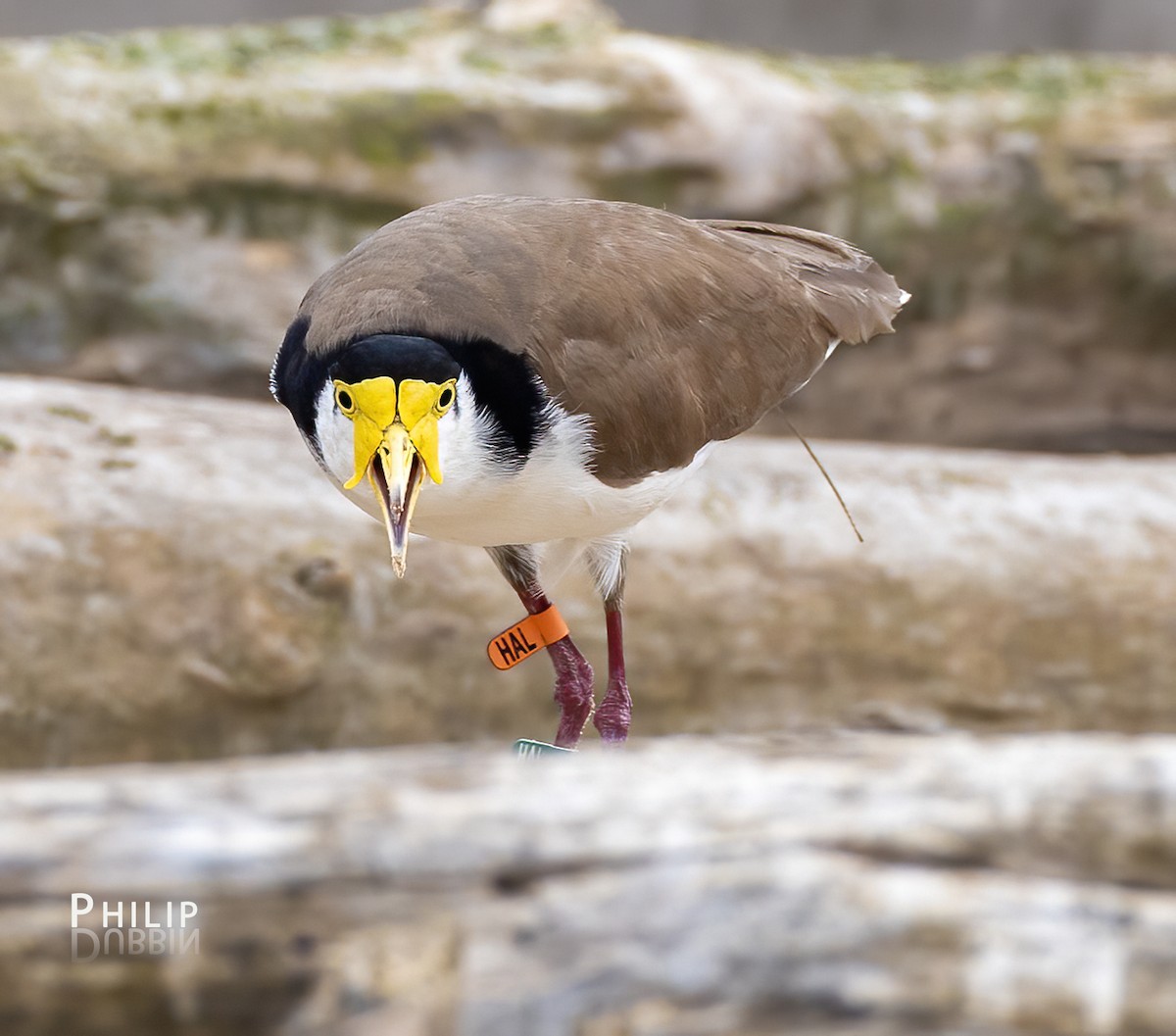 Masked Lapwing - ML643123964