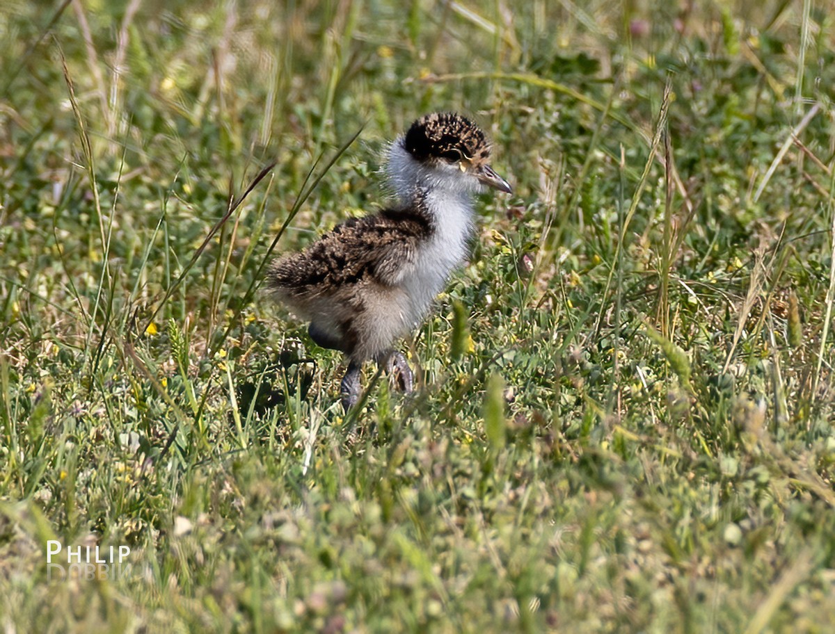 Masked Lapwing - ML643123974