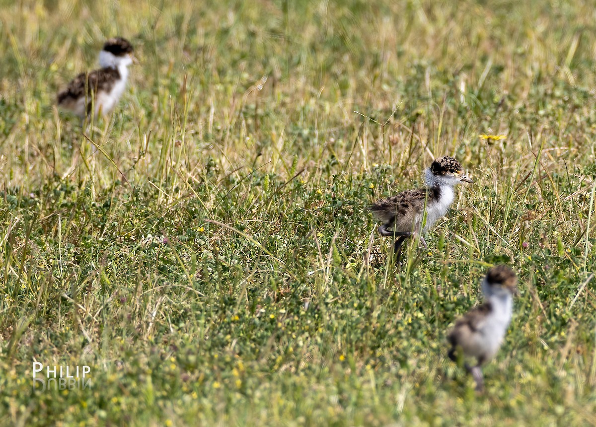 Masked Lapwing - ML643123975