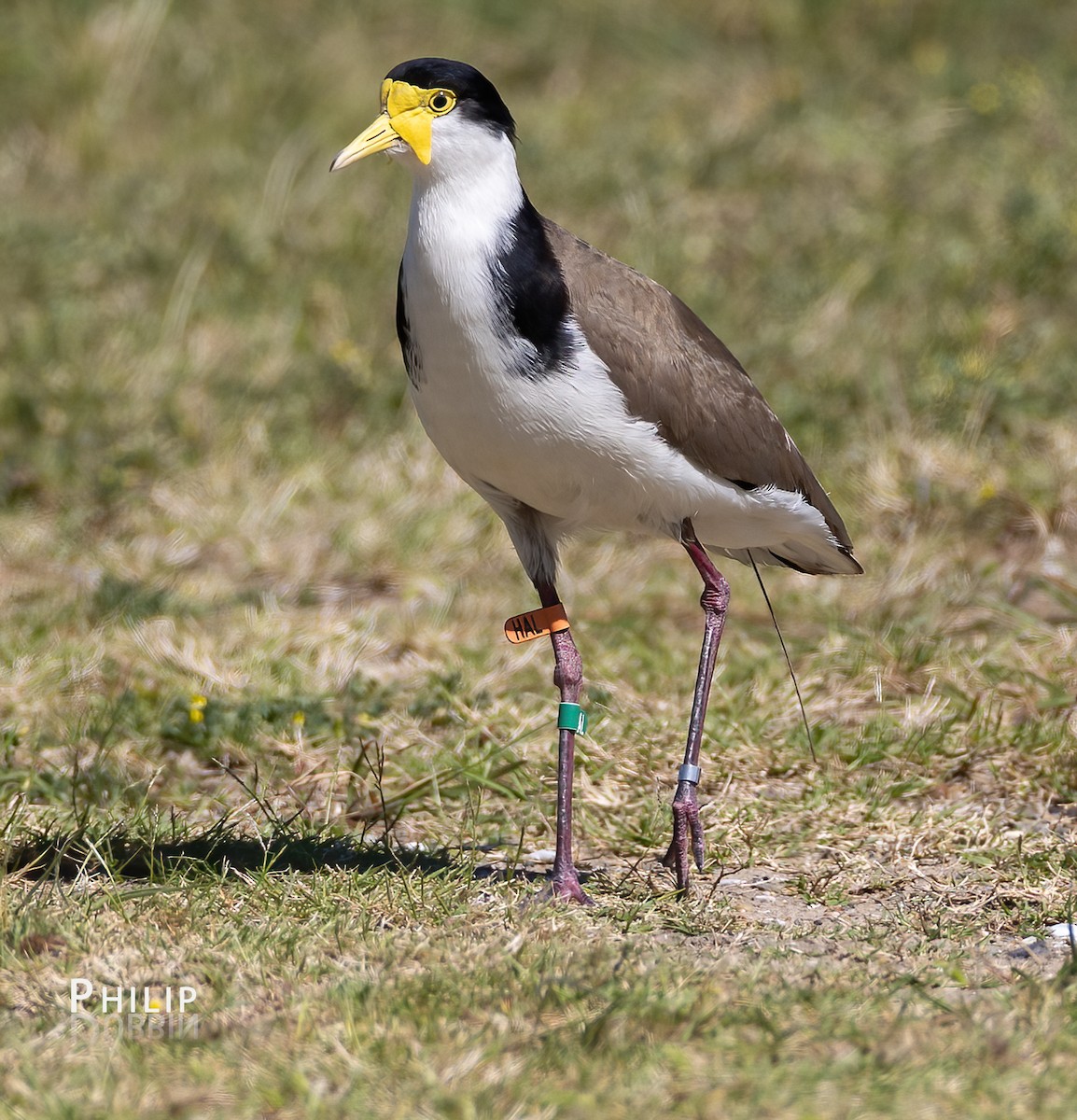 Masked Lapwing - ML643123976
