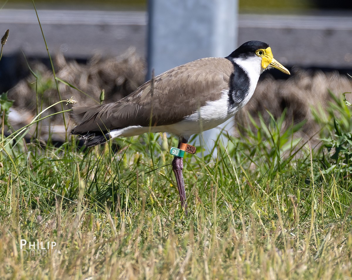 Masked Lapwing - ML643123977