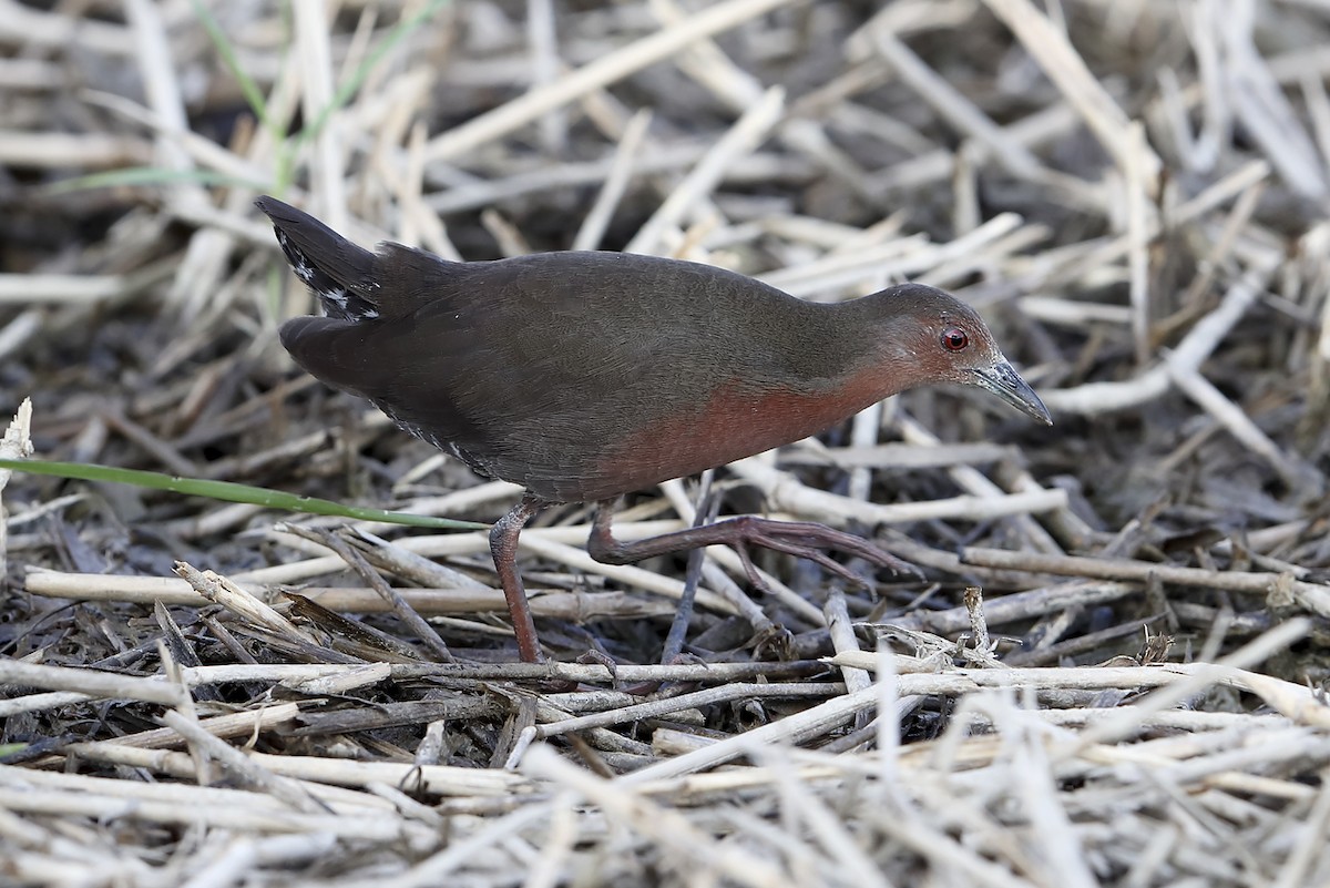 Ruddy-breasted Crake - ML643123980