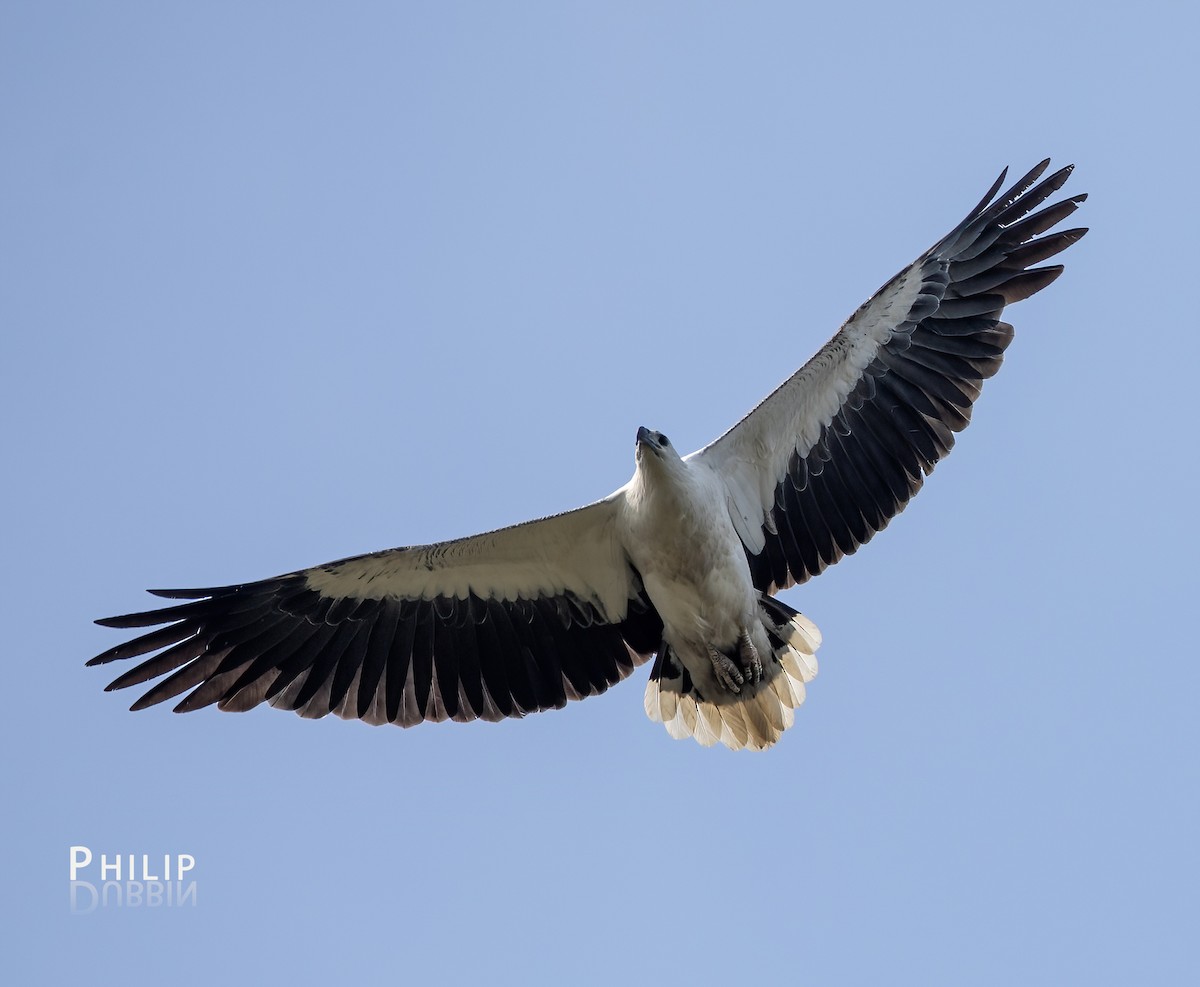 White-bellied Sea-Eagle - ML643124015
