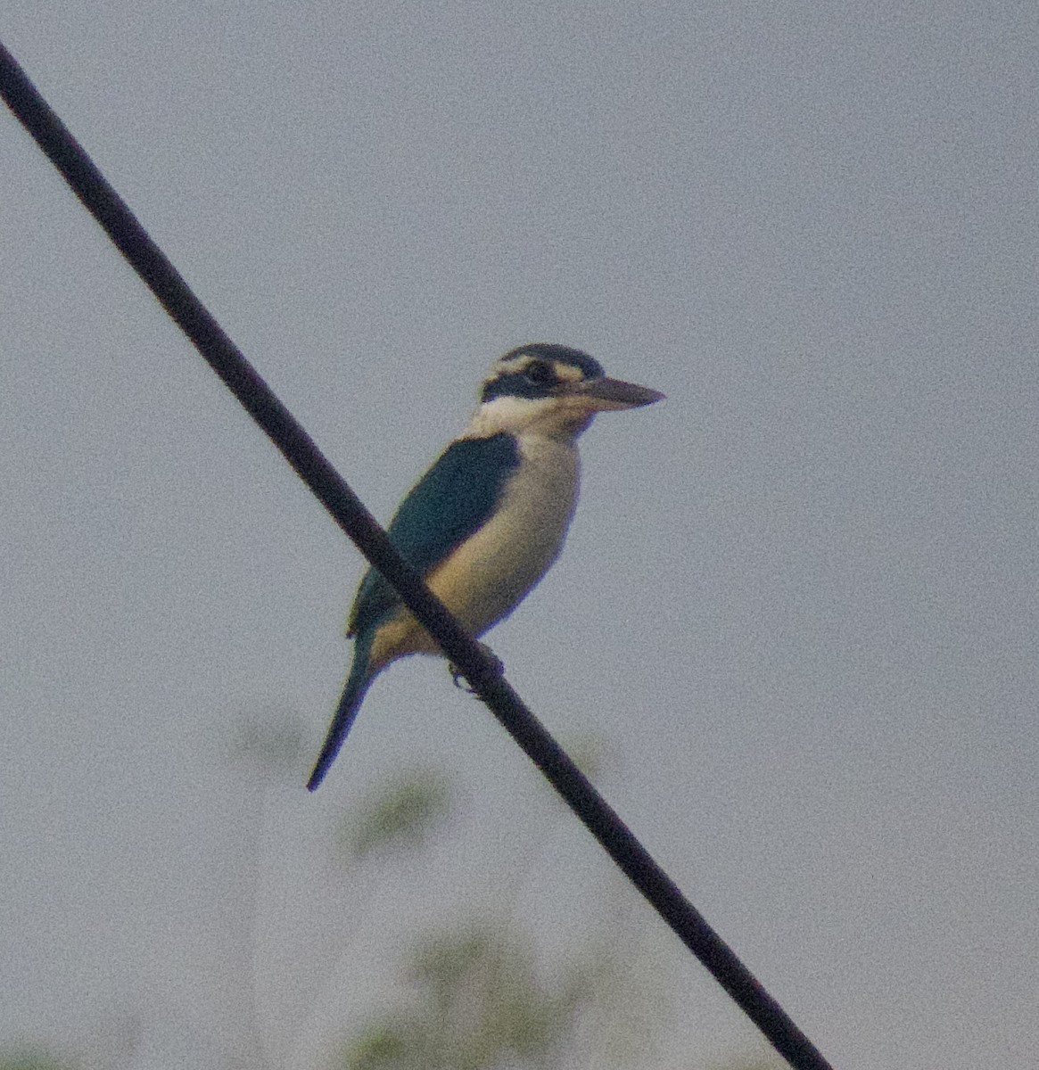 Pacific Kingfisher - ML643124019