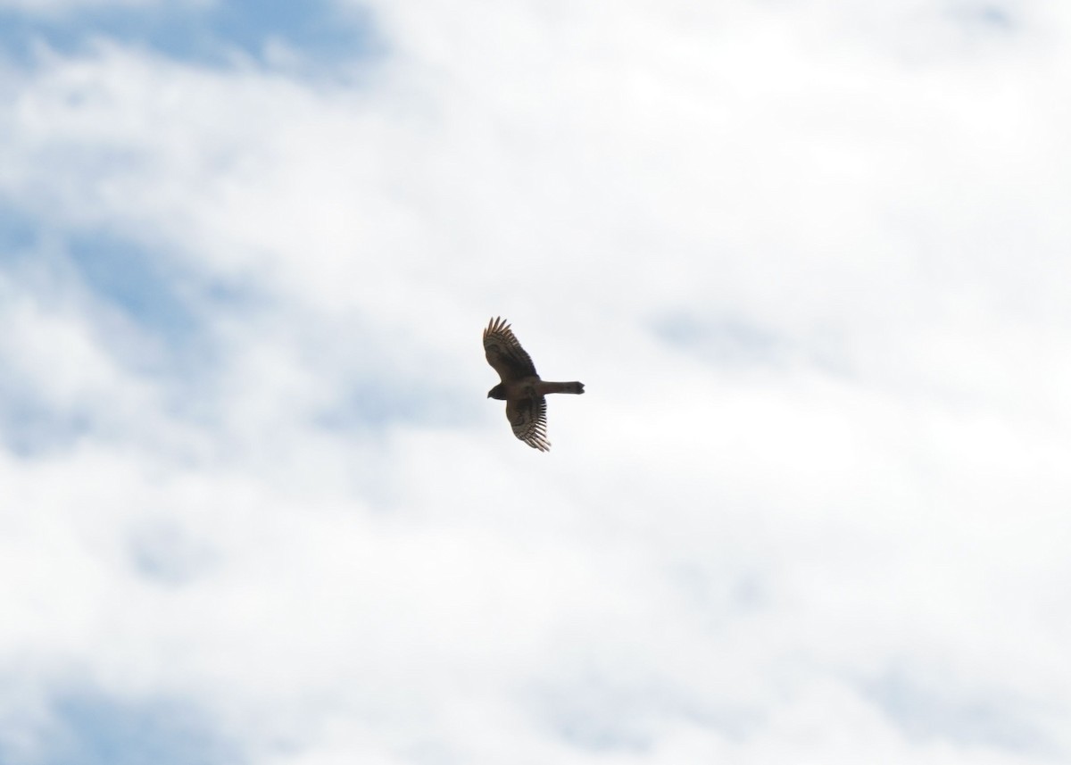 Northern Harrier - ML643124020