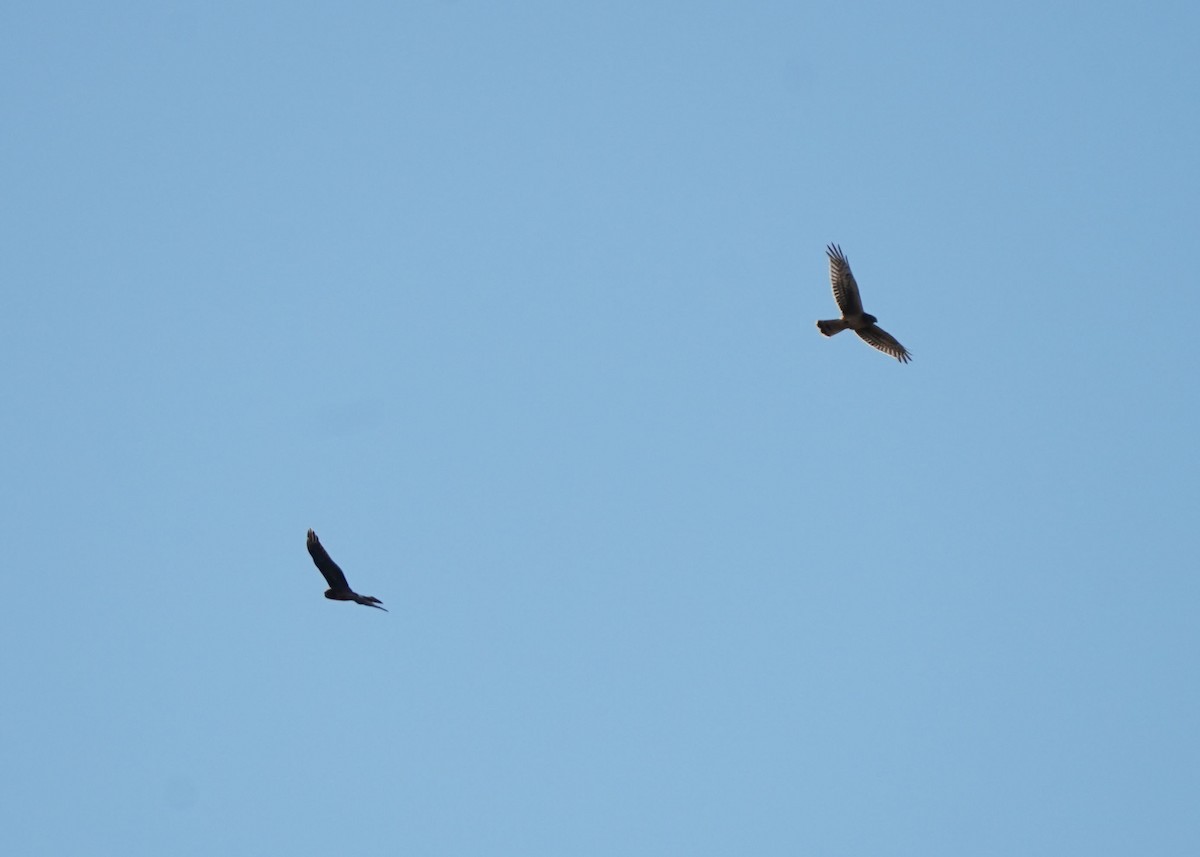 Northern Harrier - ML643124021