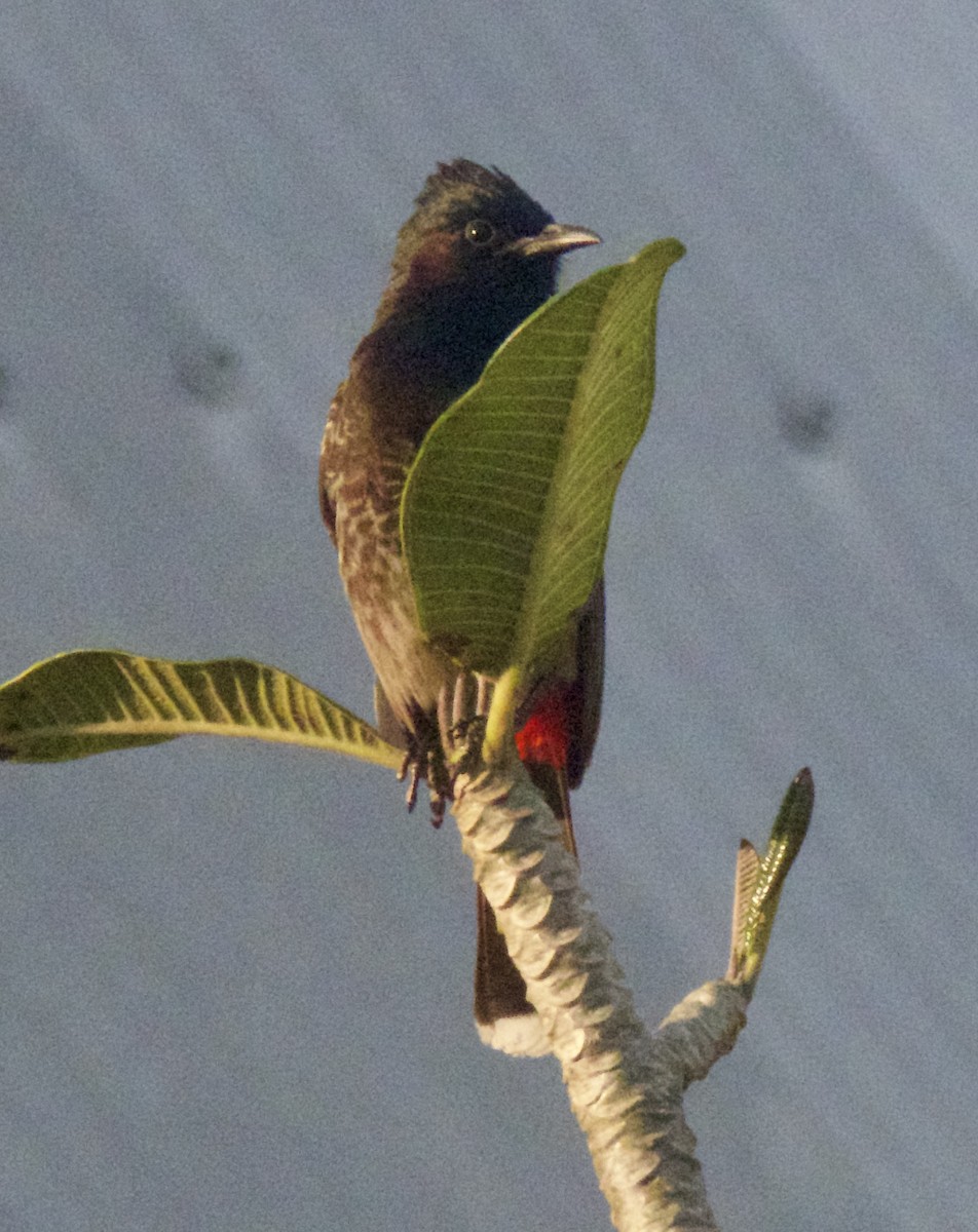Red-vented Bulbul - ML643124022