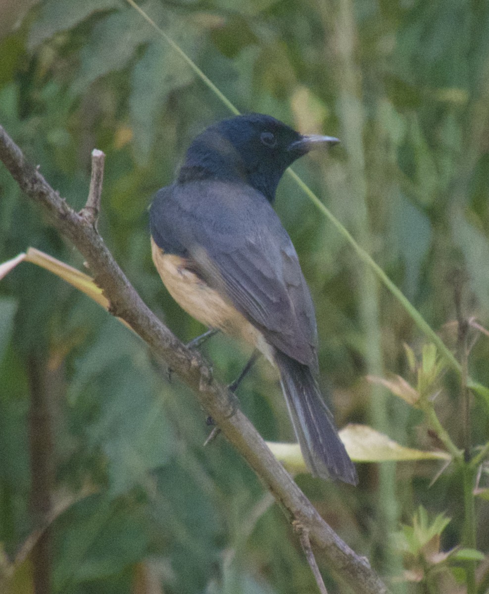 Vanikoro Flycatcher - ML643124024