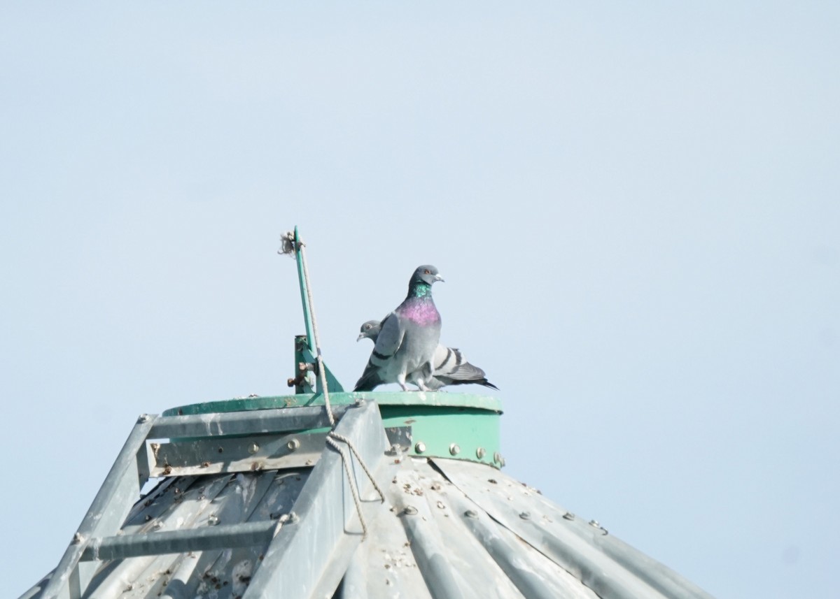 Piccione domestico - ML643124026