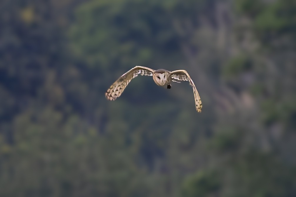 Lechuza Patilarga - ML643124038