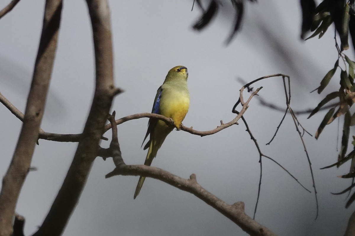 Blue-winged Parrot - ML643124054