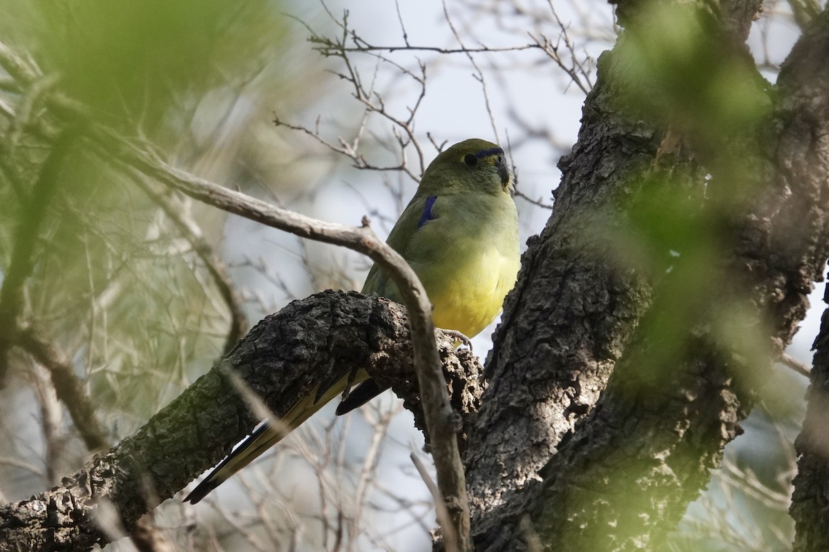 Blue-winged Parrot - ML643124055