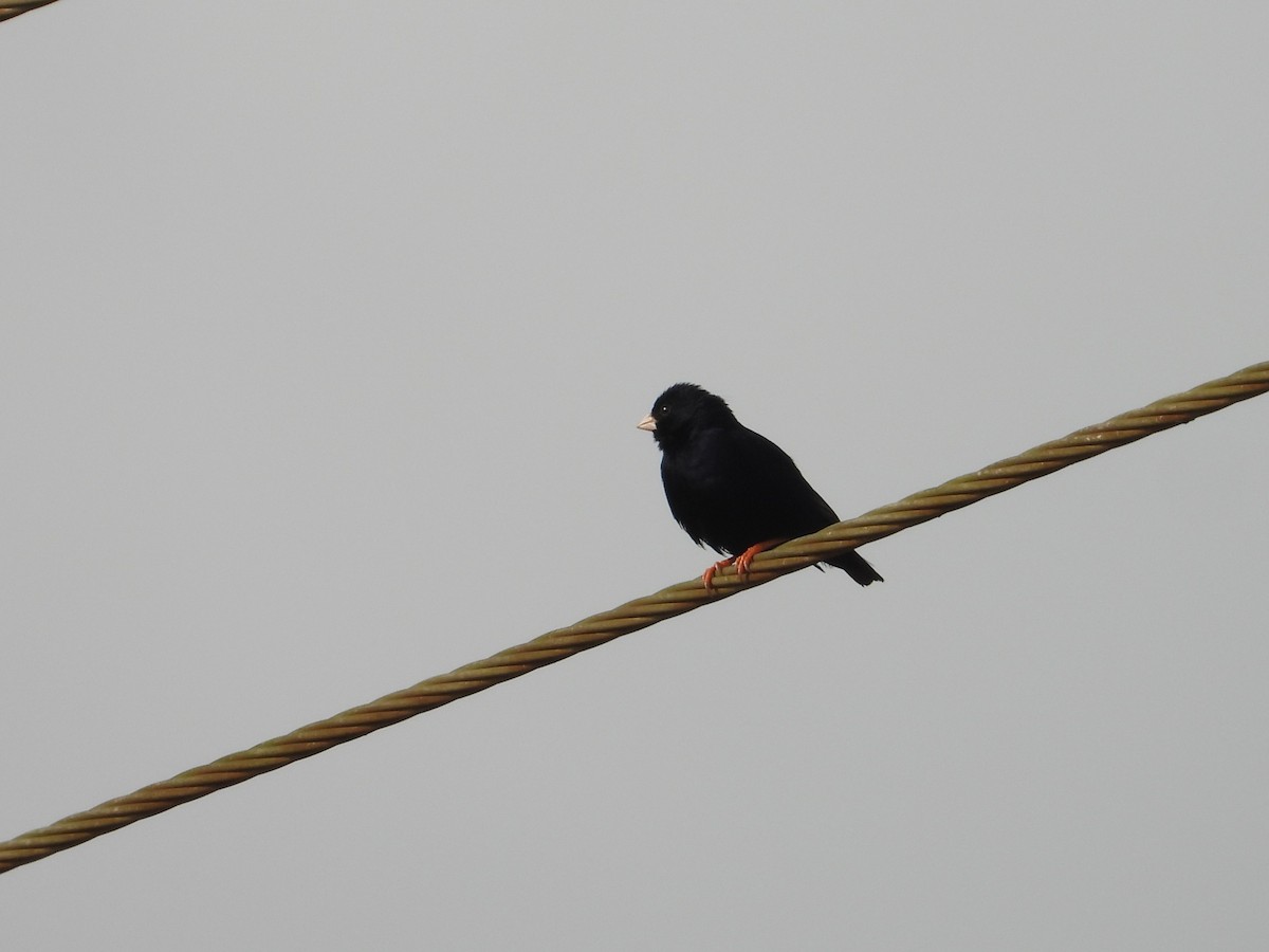 Village Indigobird - ML643124084