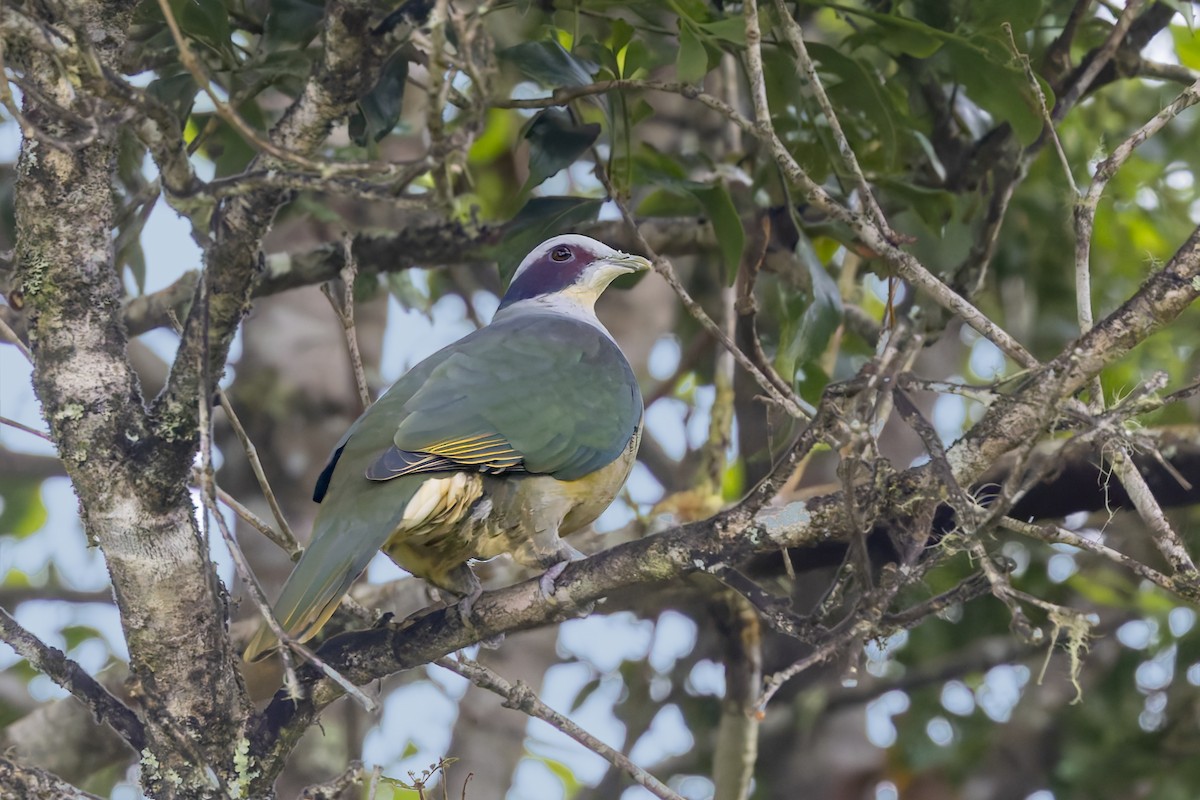 Red-eared Fruit-Dove - ML643124107