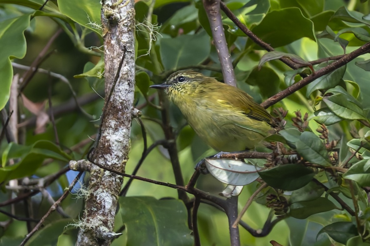 Sulawesi Leaf Warbler - ML643124115