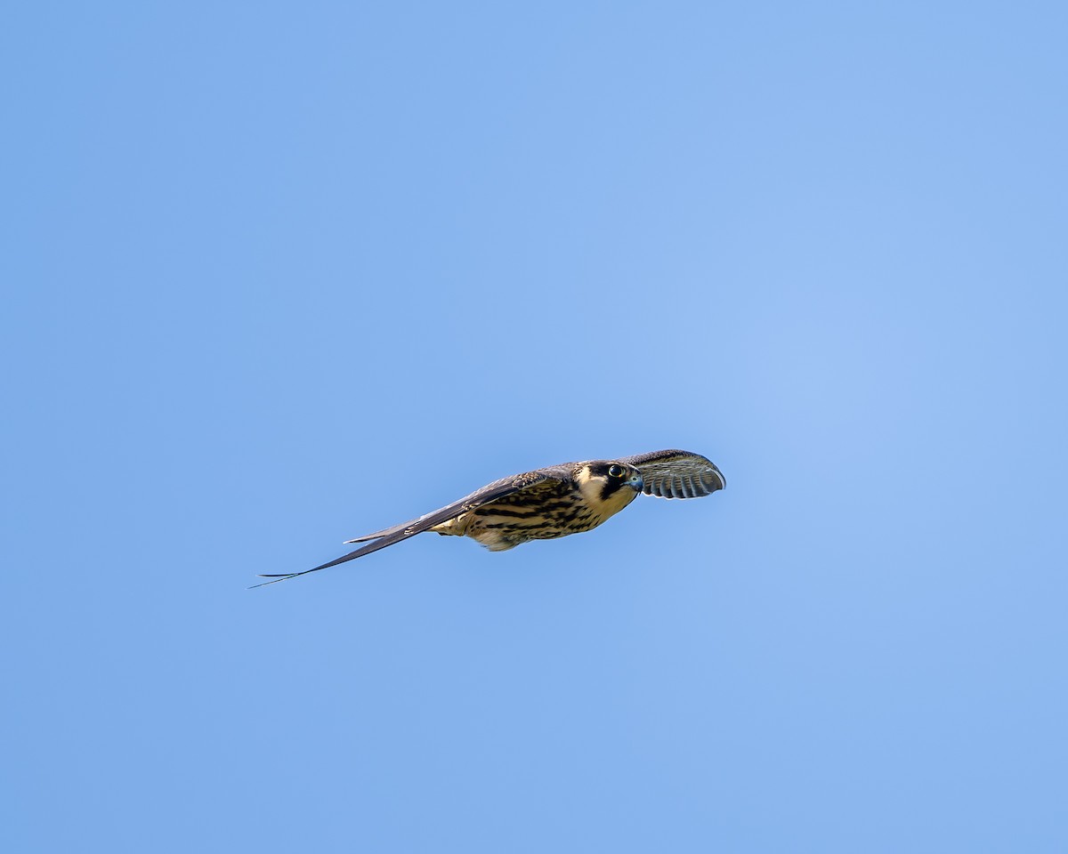 Eurasian Hobby - ML643124120